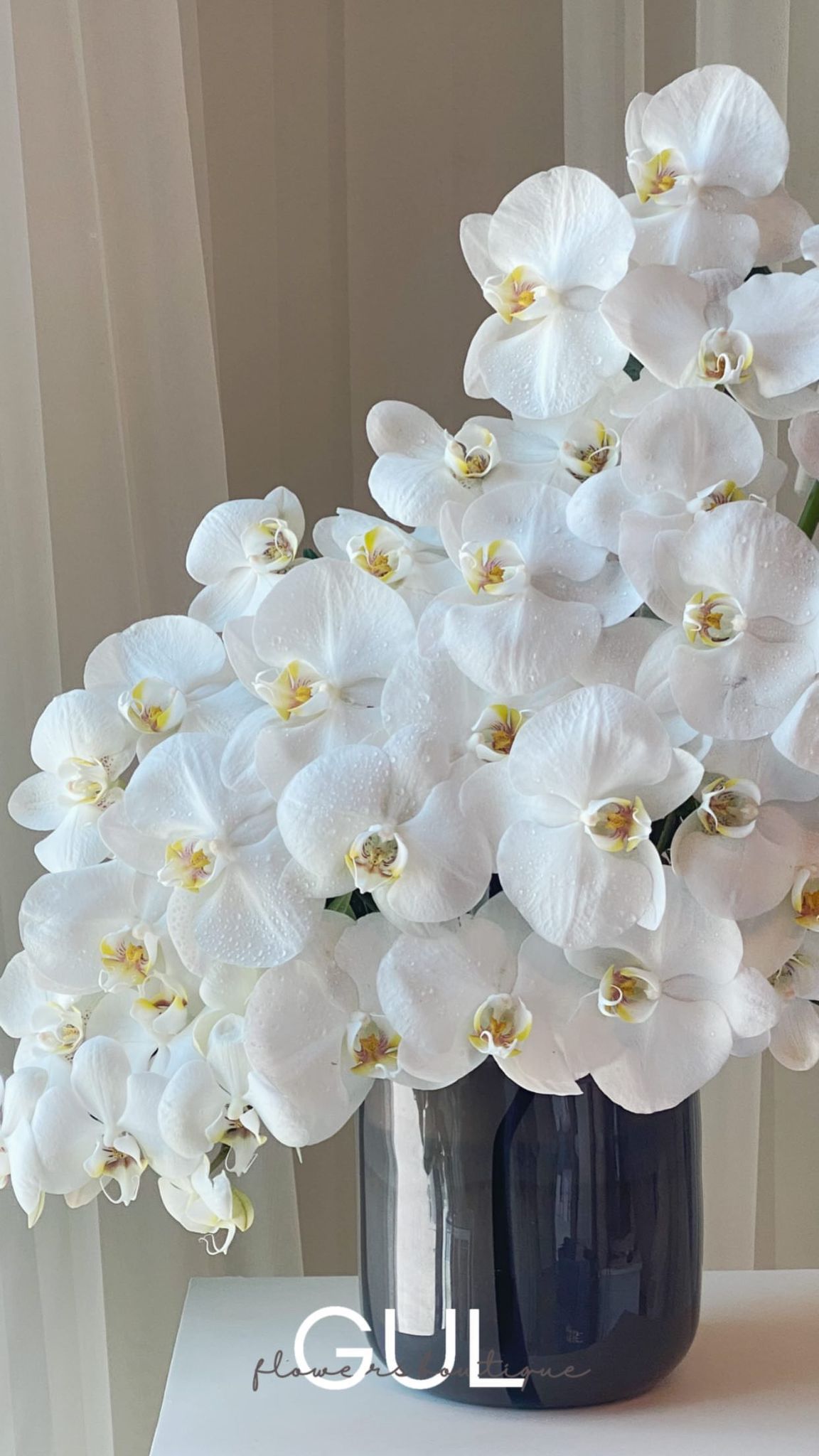 Orchid Reverie