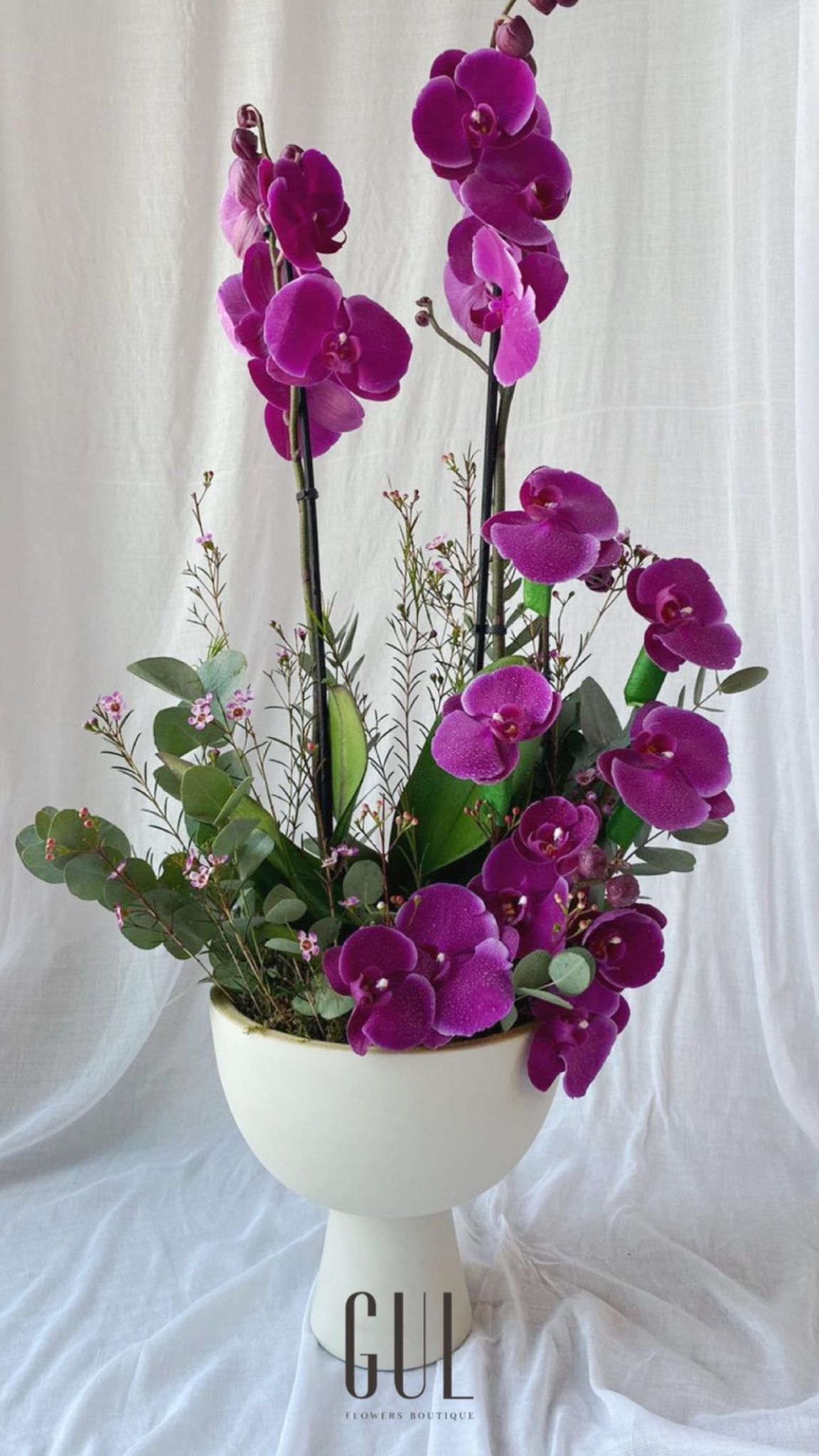 Blushing Orchid's