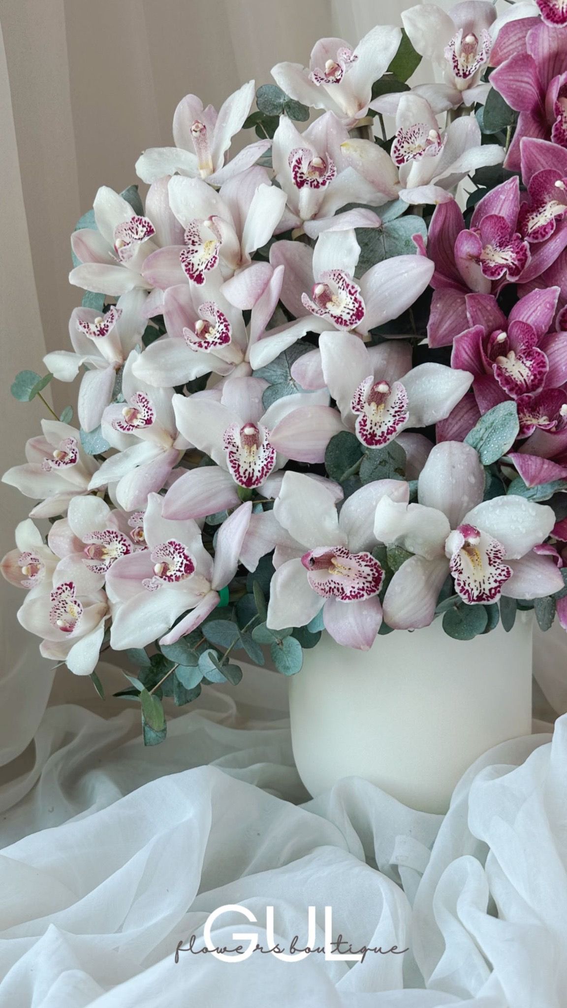 Cymbidium Symphony