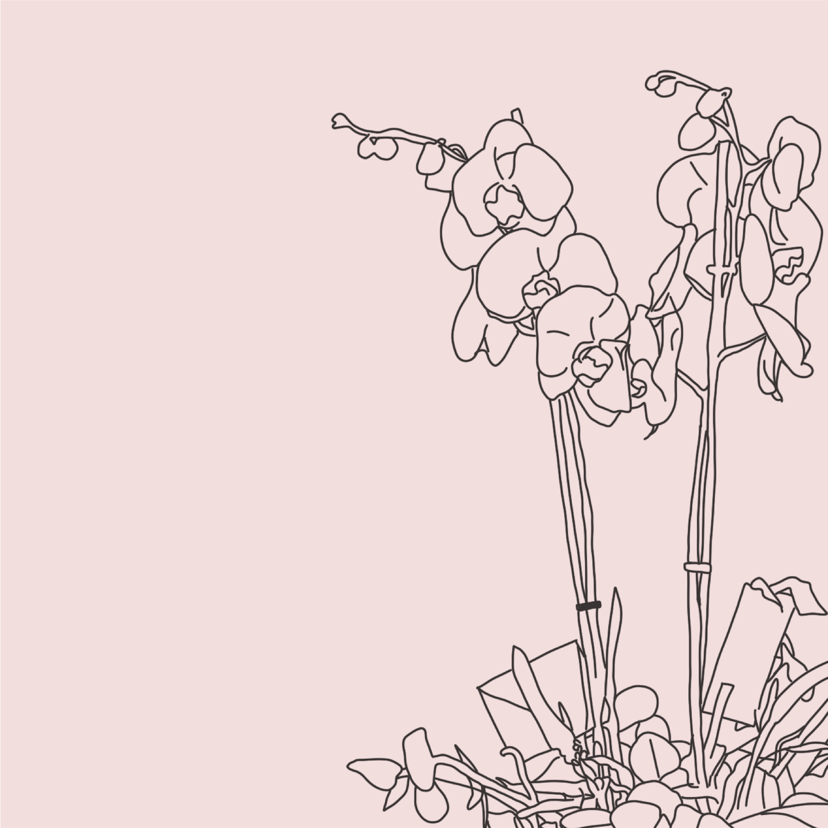 ORCHIDS