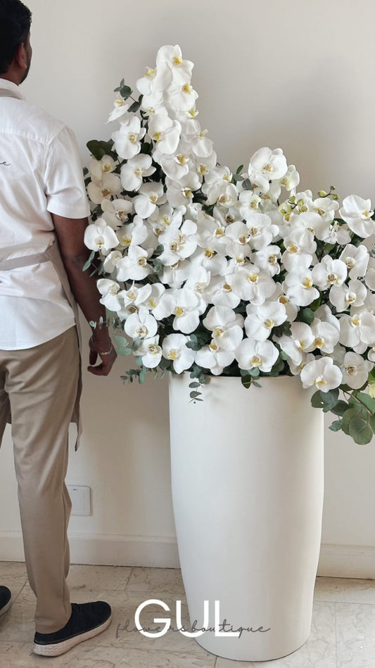 Orchid Splash