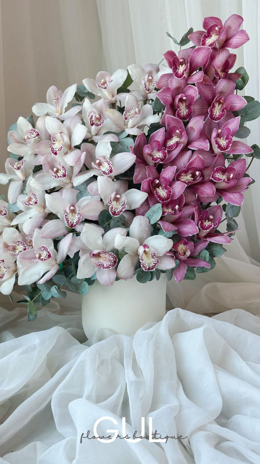 Cymbidium Symphony