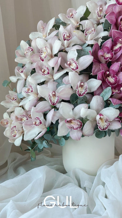 Cymbidium Symphony